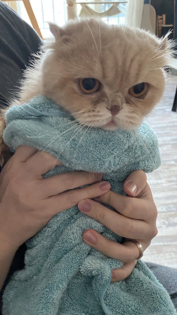 niinii_meow's tweet photo. 웰스비 밤부타올 워낙 크고 흡수력이 좋아서 니니 다 말리고나서도 아직 타올이 뽀송뽀송해가지구 모모도 부리또 @thefirstfeed https://t.co/Yhk1VscZHV