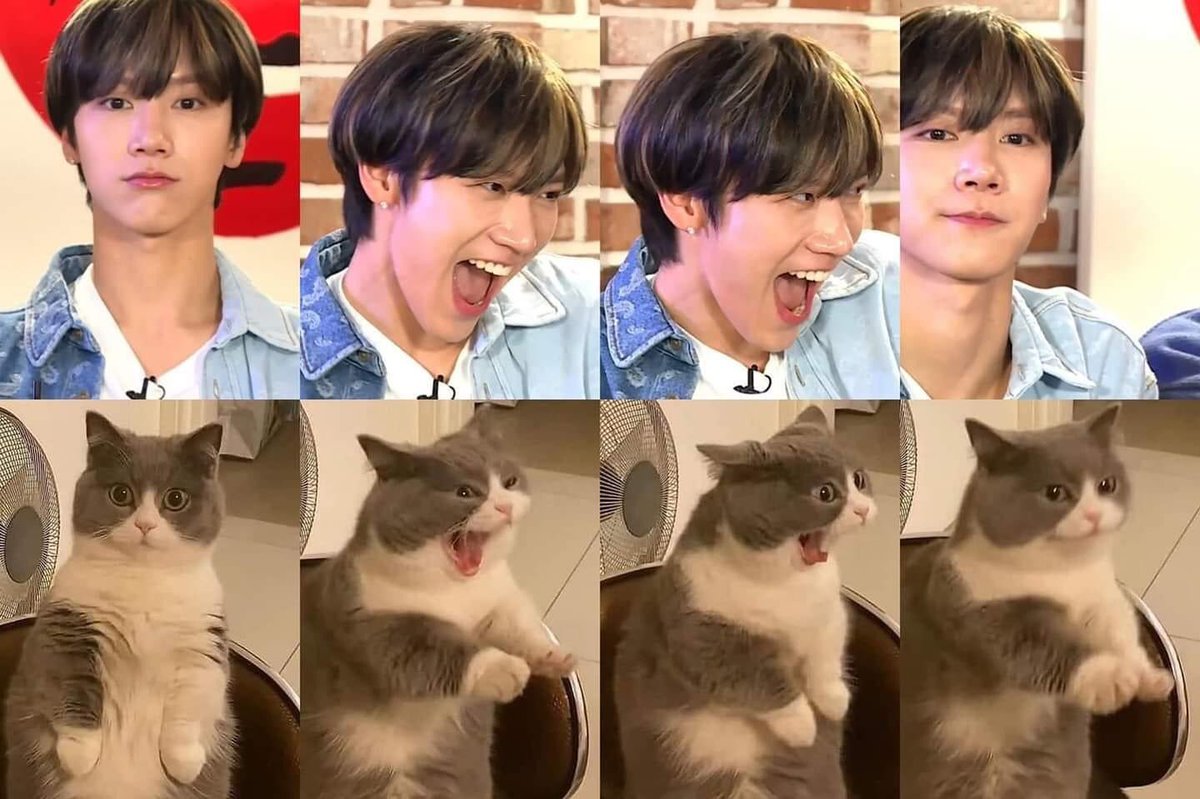 เตนล์ไม่ใช่คล้ายแมว แต่นิสัยแมวเลยเหมือนทุกรูปทุกกริยา😻