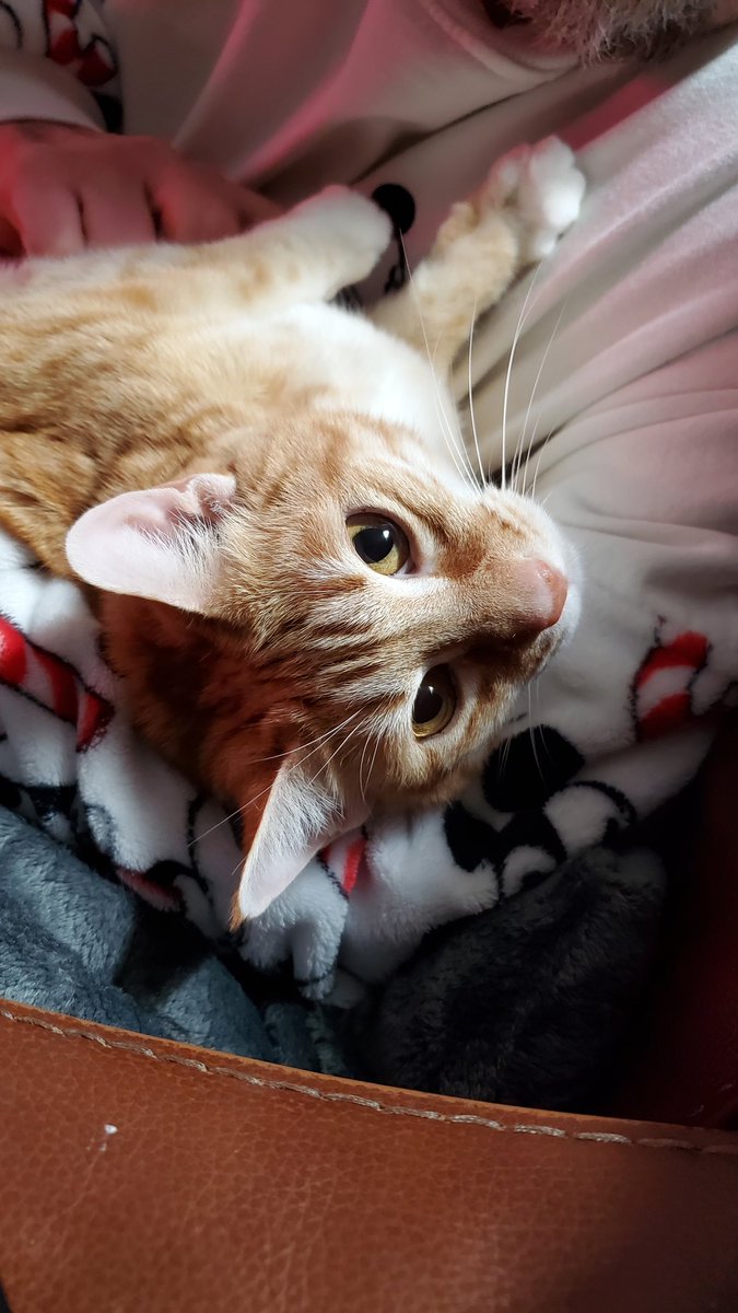 ShinoTheCat1's tweet photo. Papa snuggles before Caturday ends! #hellokitties #caturday #lovepapasnuggles #catsoftwitter #cats #cat https://t.co/SIR0iuZ7bq