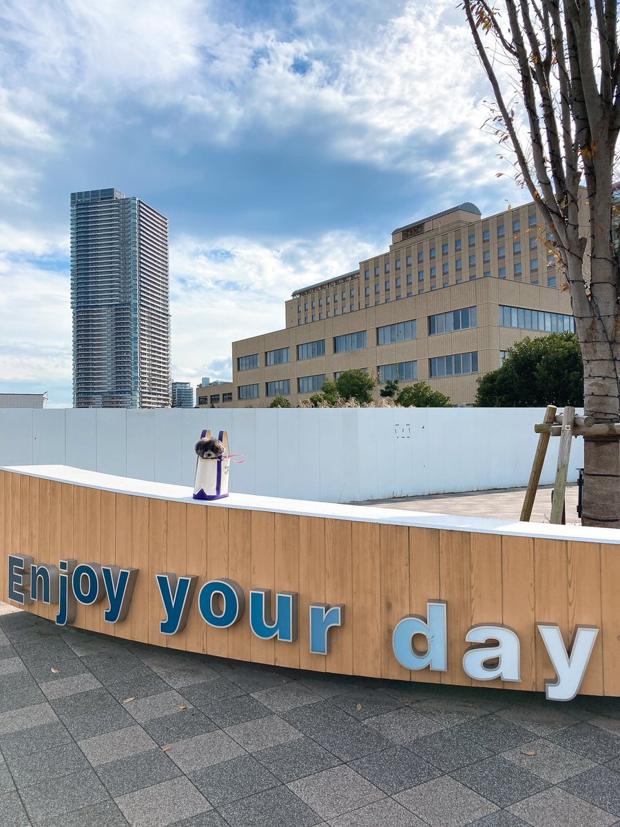 GOGO58227131's tweet photo. find chloe.
クロエを探せ。
#findchloe #chlie #toypoodle #クロエを探せ #トイプードル #はりきりん https://t.co/1rzY9Hz9Aj