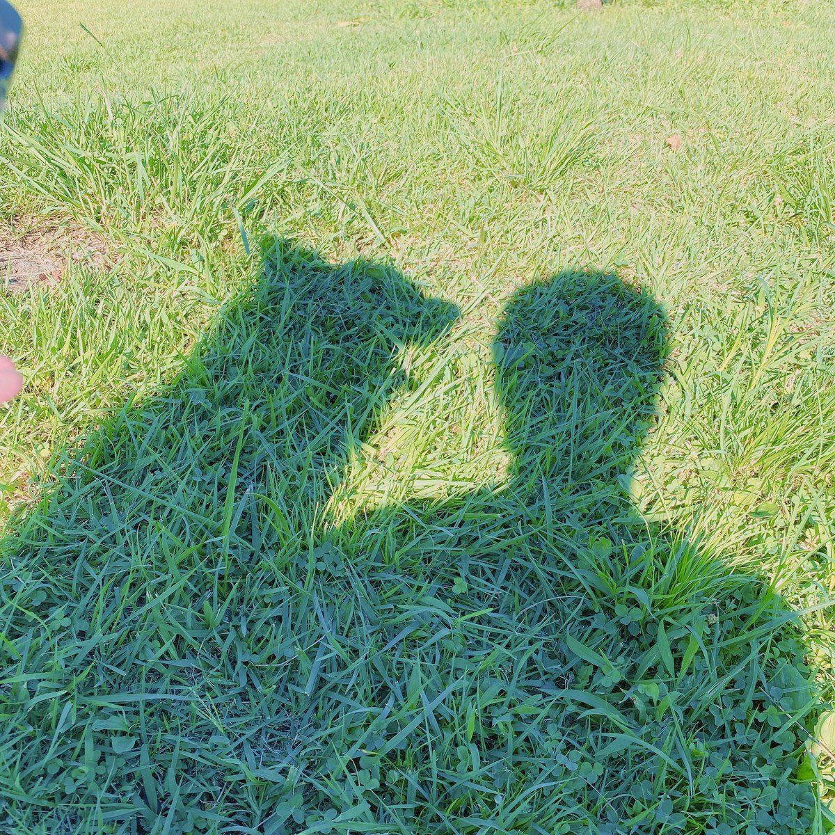 Letty0507's tweet photo. 癒しのひととき✨
#ホワイトシェパード
#ホワイトスイスシェパード https://t.co/n90bSH3Ibz
