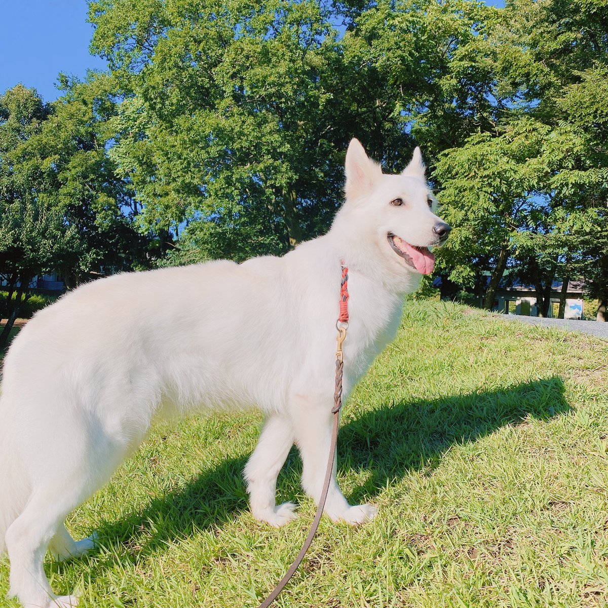 Letty0507's tweet photo. 癒しのひととき✨
#ホワイトシェパード
#ホワイトスイスシェパード https://t.co/n90bSH3Ibz