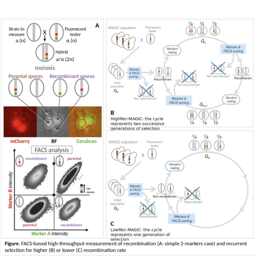 lemoulon's tweet photo. #jobalert ! PLEASE SHARE ! 3-yr postdoc @lemoulon starting March, 2022. #Yeast Experimental Evolution: evolvability of meiotic #recombination rate and interplay between recombination and dynamics of adaptation to stress. https://t.co/sc1cuqSOK7 https://t.co/eqlFhN4loI