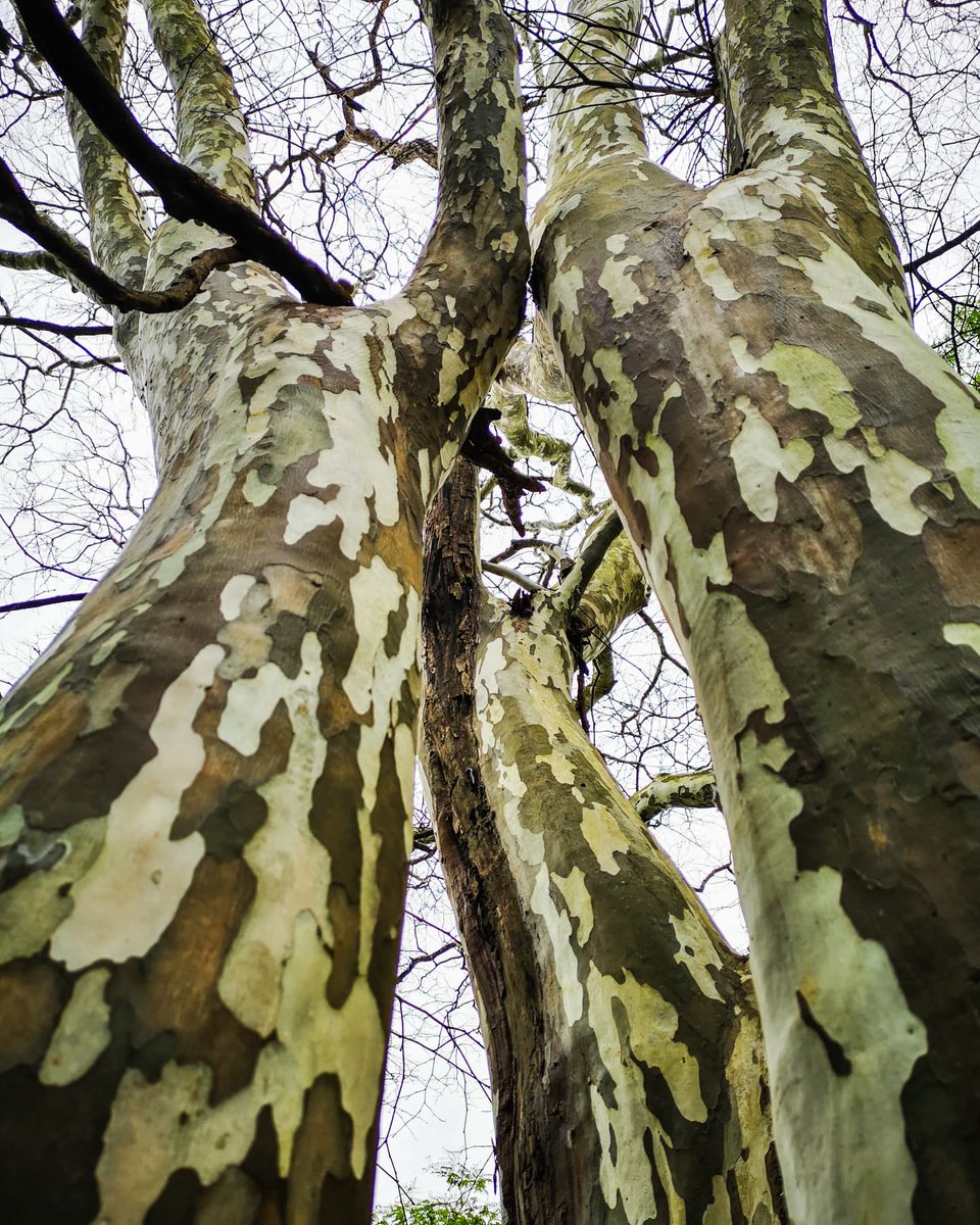 NicolaLMeyer's tweet photo. The exotic Leopard Tree native to South America.
Botanical Name : Caesalpinia ferrea
Common Names : Leopard Tree (English), Luiperdboom (Afrikaans)
Height : up to 15m
#tree #leopardtree #luiperdboom #CaesalpiniaFerrea #exotictree #garden #gardening #Kloof #KZN #SouthAfrica https://t.co/NIhQNlZTBN