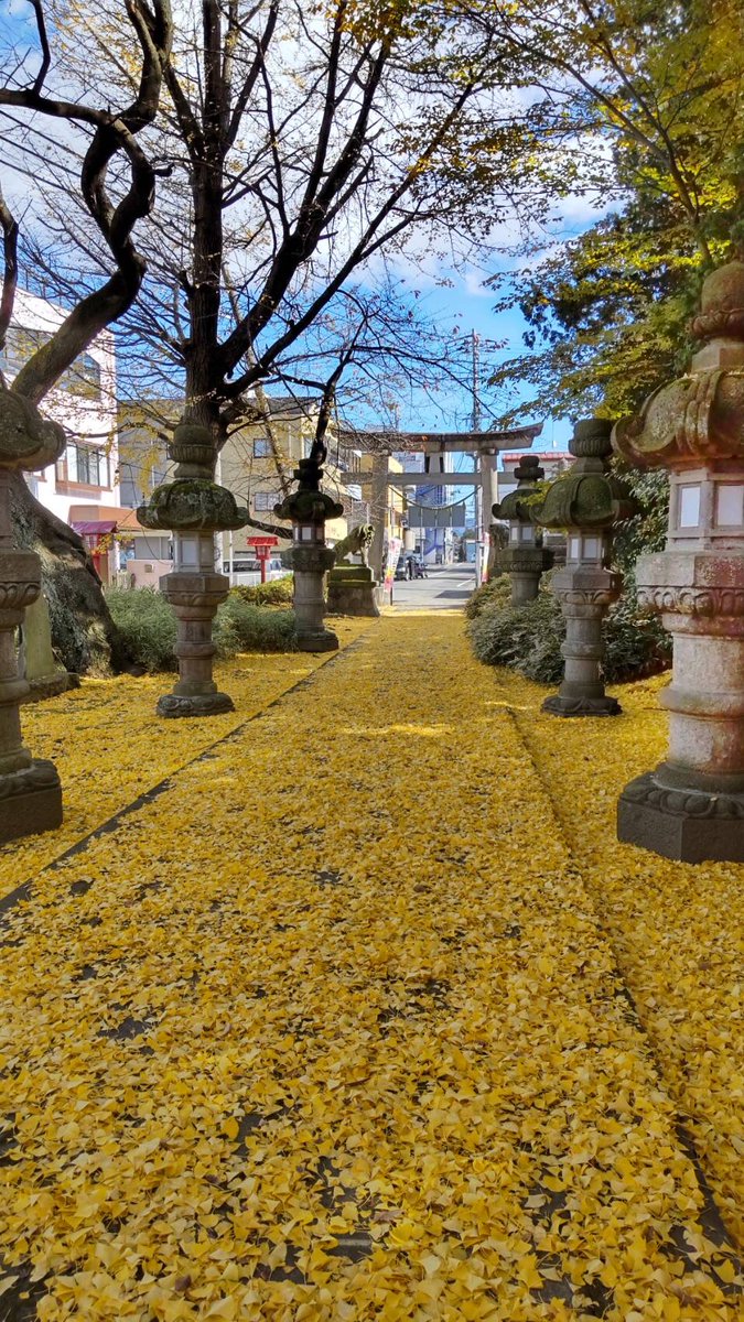 ecckobodankitty's tweet photo. 神炊館神社の黄色い絨毯
学業成就お祈りしました。週明け定期テストの中学生頑張って👍
#須賀川  #須賀川市  #英語  #子ども  #ECCジュニア弘法坦教室  #生徒募集中 https://t.co/gjVU3NknNA
