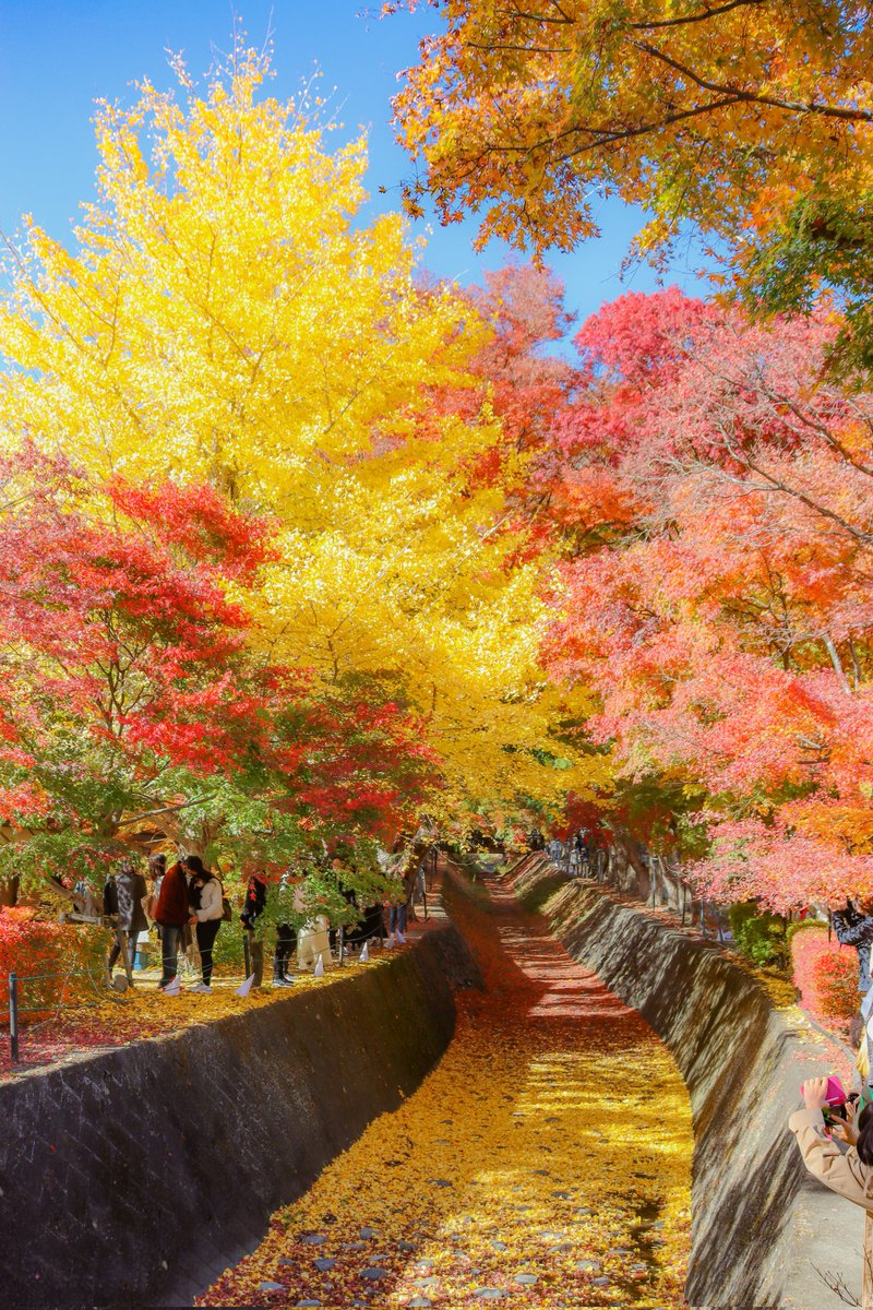 backingline1's tweet photo. 河口湖
もみじ回廊はすごかった🍁 https://t.co/SvKkTYyiqG