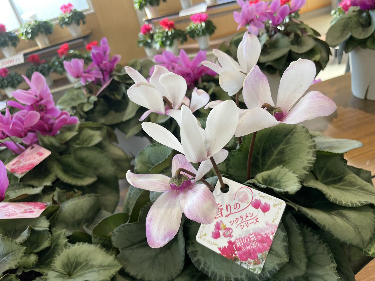 asoshi2022's tweet photo. あと営業時間1時間となりました！
焼き芋と野菜の部門では残りわずかとなっております！
お花はまだまだありますので空いている時間なので焦らずお買いもの出来ますのでせびお越しくださいm(_ _)m
#熊谷市 #農業大学校 #埼玉県民の日 #残りわずか https://t.co/TA4jbWaMWy