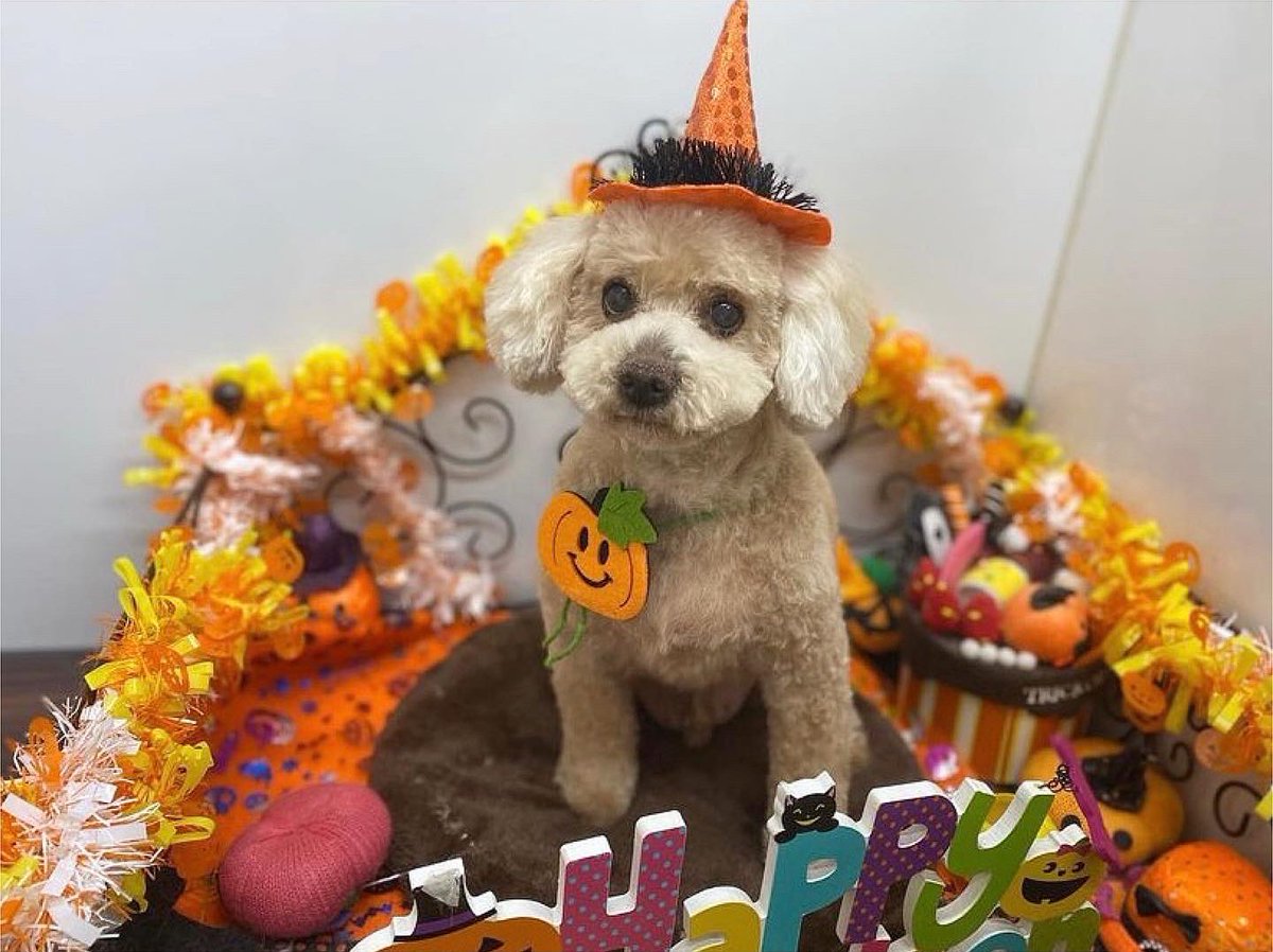 choco_toypoo's tweet photo. 先月のハッピーハロウィン🎃💕
#ちょこさん #トイプー #Halloween https://t.co/c68U76w1y3
