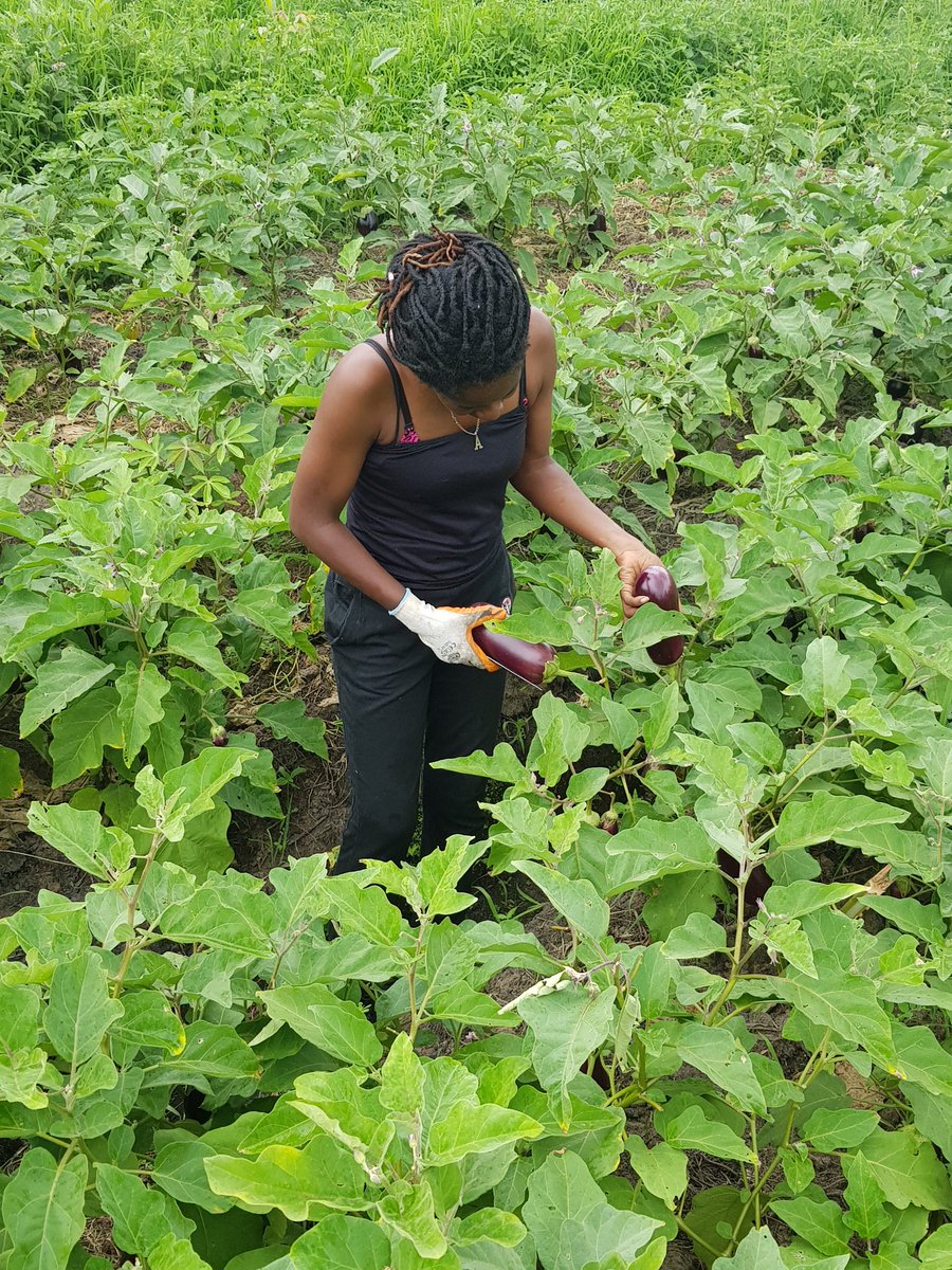 AnlzPM's tweet photo. Nous donnons le meilleur de nous mêmes afin de produire des résultats positifs 💚

@DeniseNyakeru @AimKazika @KawayaAtia @leParrainRDC https://t.co/MUnFxjiCjA