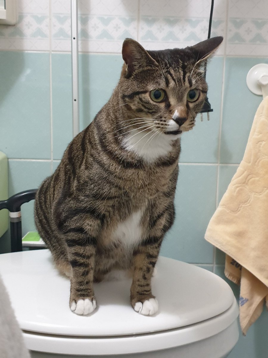 네츠케 tweet media