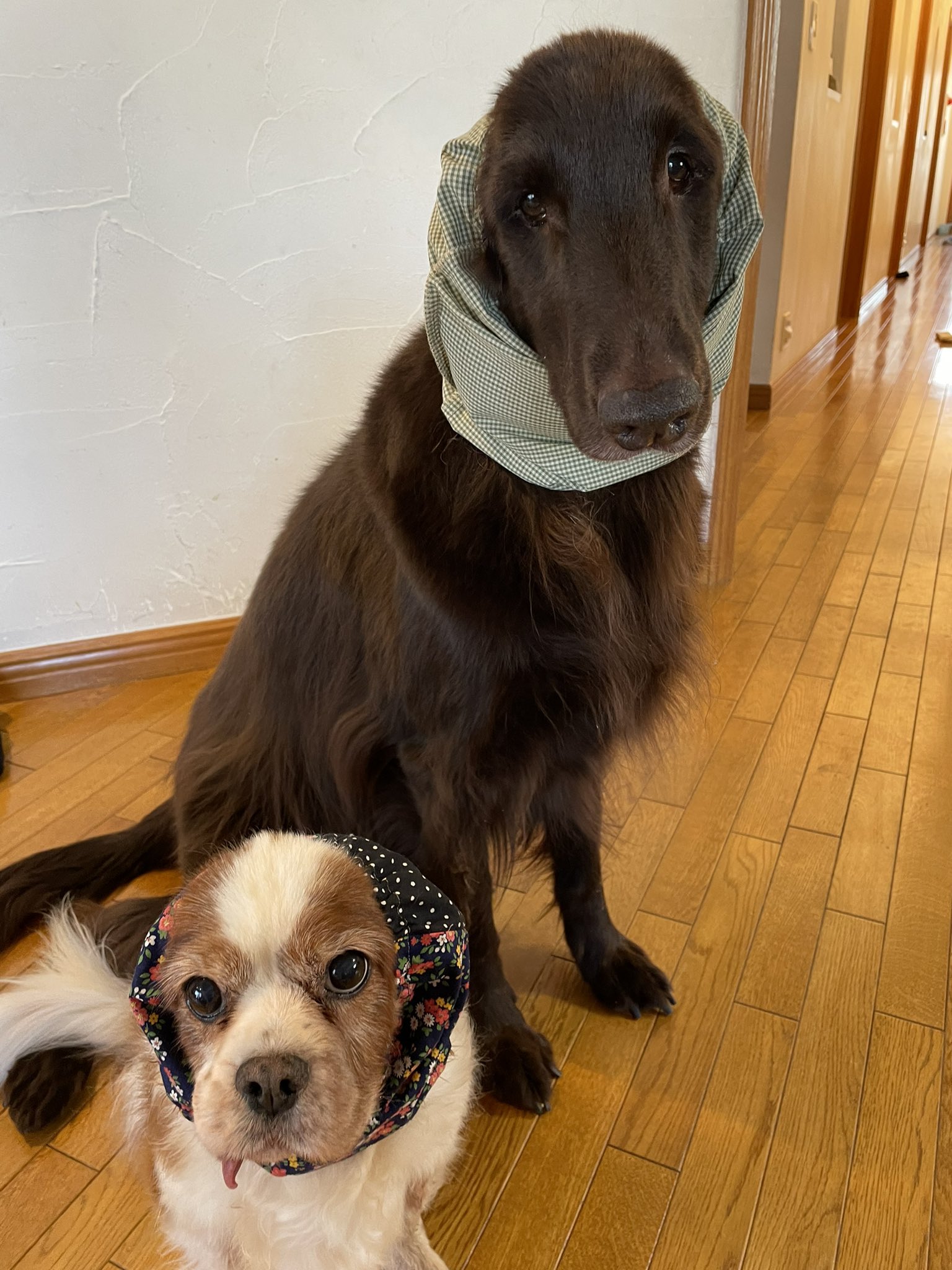 犬のスヌード Twitter Search Twitter