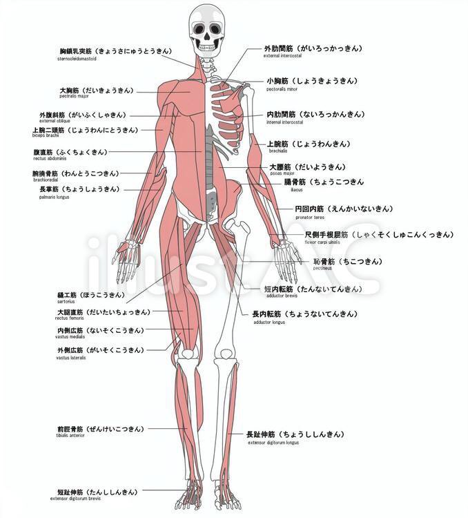 rugbysakigake's tweet photo. 骨と筋肉の英単語を覚えてるねんけど、実際にこの単語達は使われるんやろうか？？

上腕二頭筋はbiceps brachiiって書いてるけど、実際はbicepsまでしか聞かないイメージがある。

日常会話で使う骨・筋肉の言葉がまとまってるサイトなど知ってる方いれば教えて下さい〜！ https://t.co/SFkGocxCMb