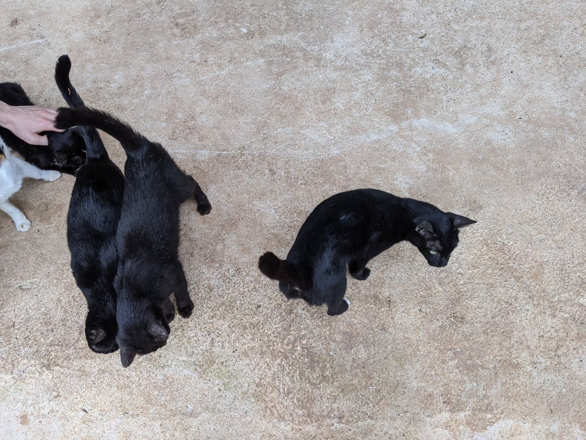 This 16th I will sum up all the money from sold items, and prepare for shopping for stray cats at Cat Kingdom, Mae Tang, Chiang Mai.
So excited to meet them for the 2nd time
20-50% of every items will help them out

🛒 opensea.io/collection/oli…
(TH) 🔻