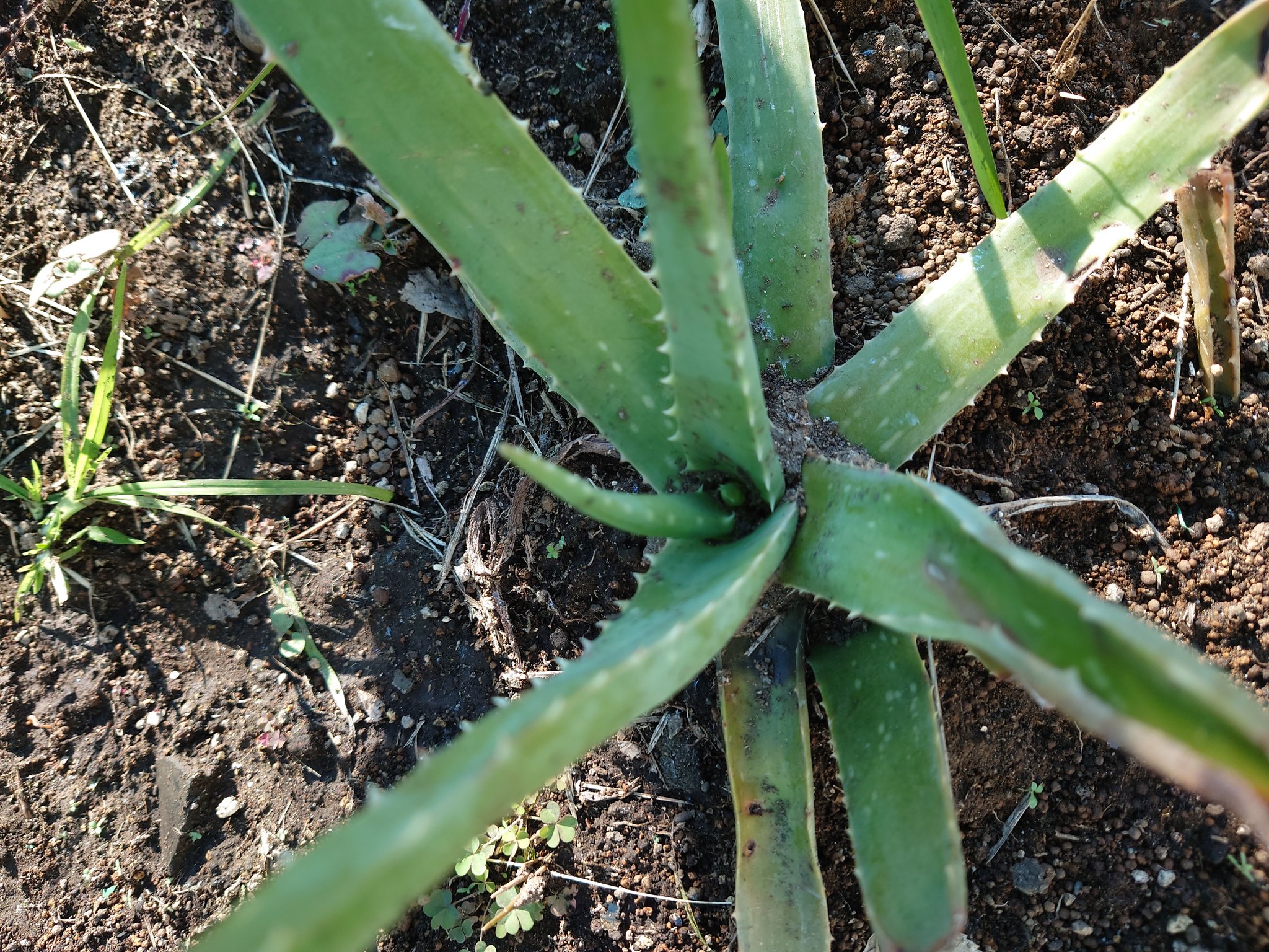 健康野菜の王様 アロエベラ Aloevera Info Twitter