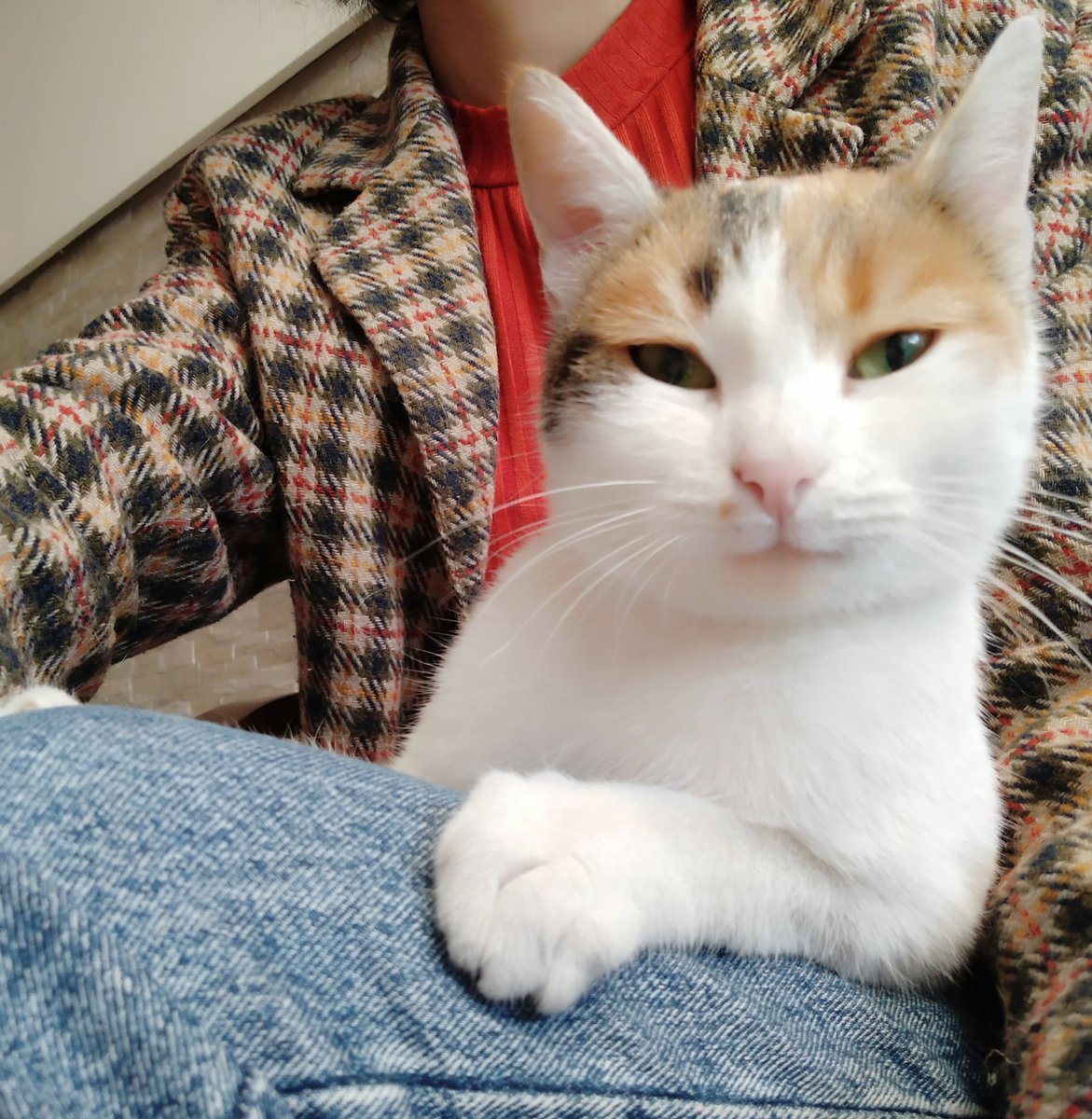VetscienceC's tweet photo. Günaydın. Vet köleleri kontrole geldim. Koşturuyorlar yine klinikte arkadaşlarımı kurtarmak için. Burada bir köpke var, çok büyük, kocaman, benim kadar patileri var. İnanılmaz. Biraz korktum neyasmki https://t.co/y28l4uVYzV