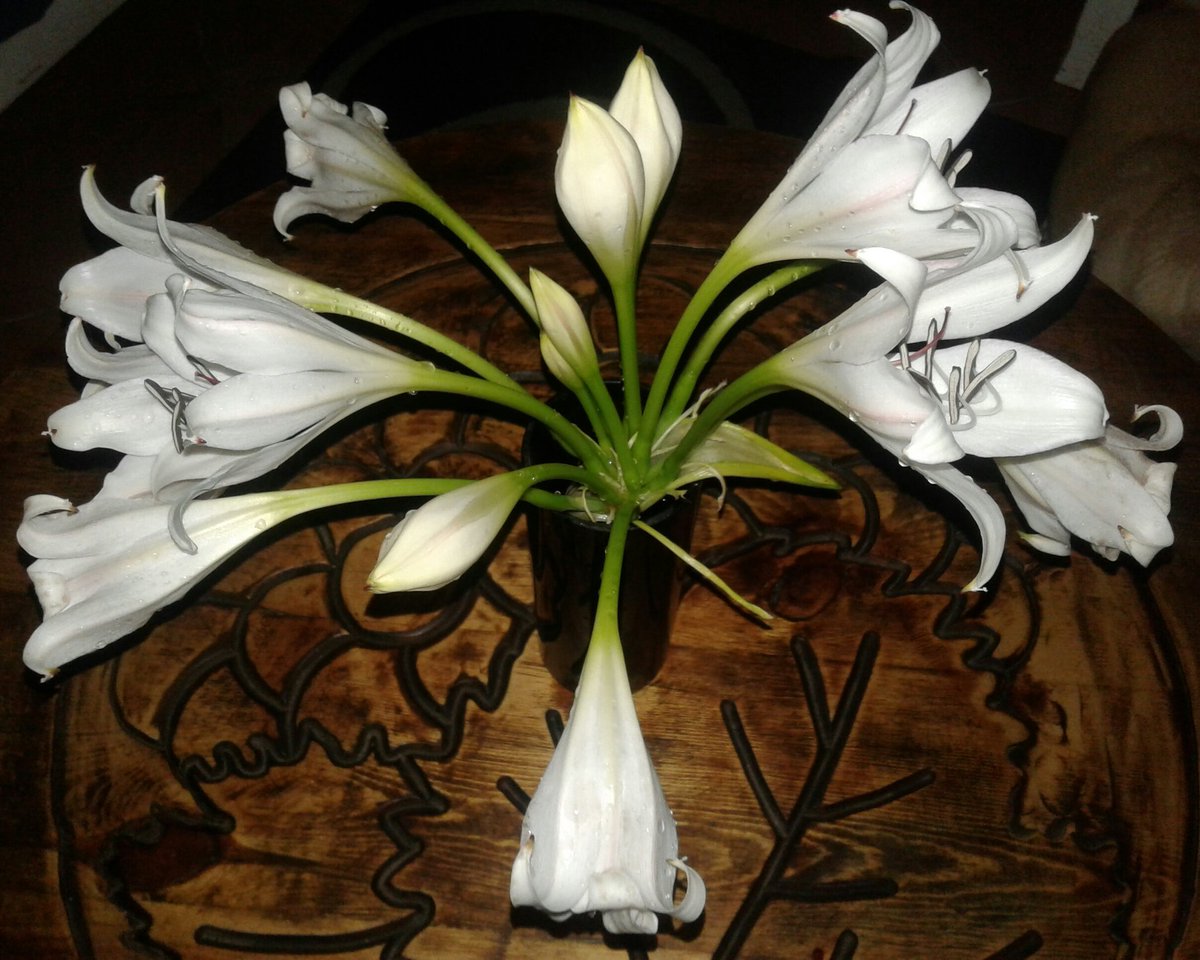 I my garden this week; beautiful Lilly of the Valy.