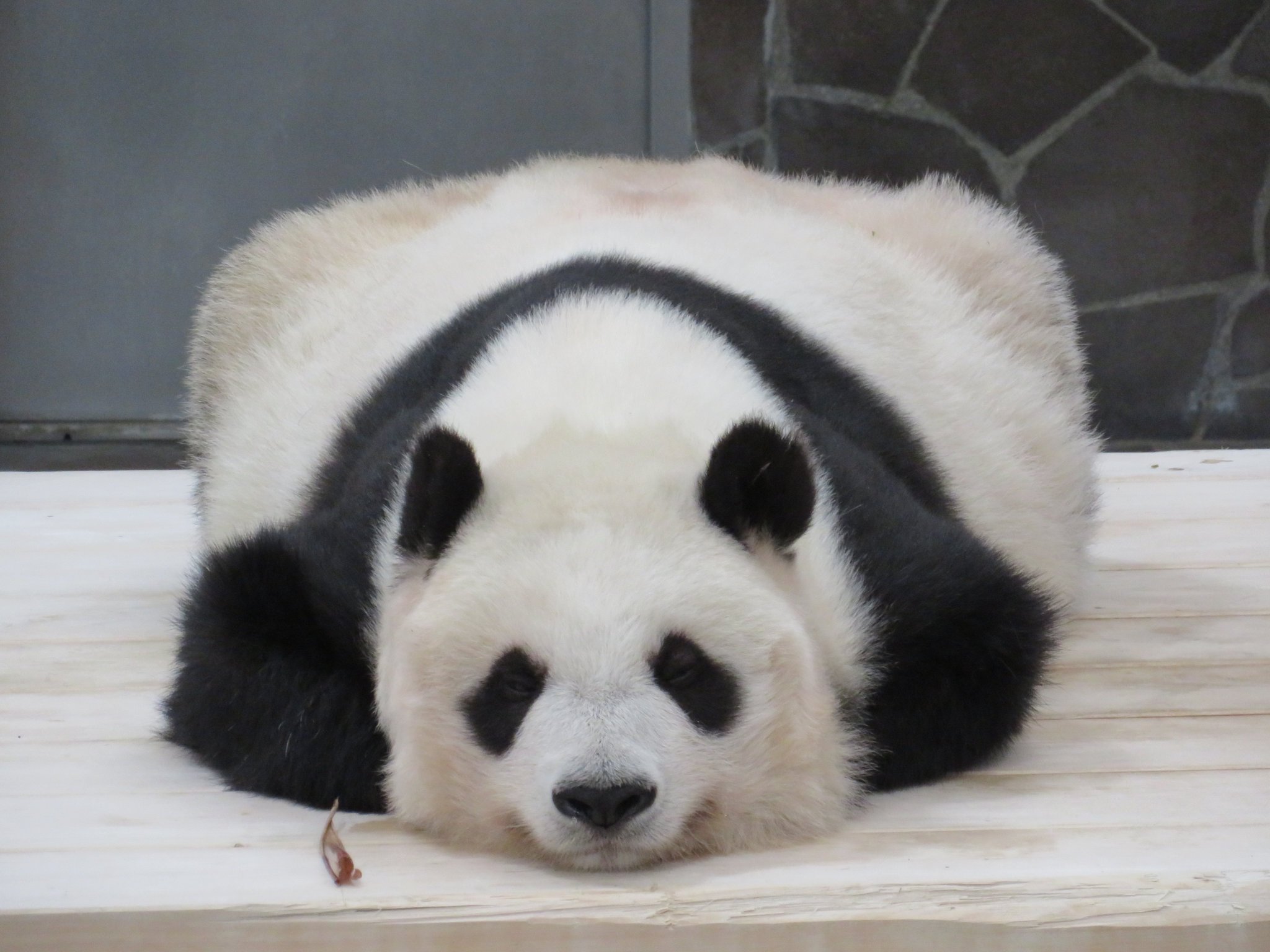 神戸市立王子動物園(公式) on Twitter: