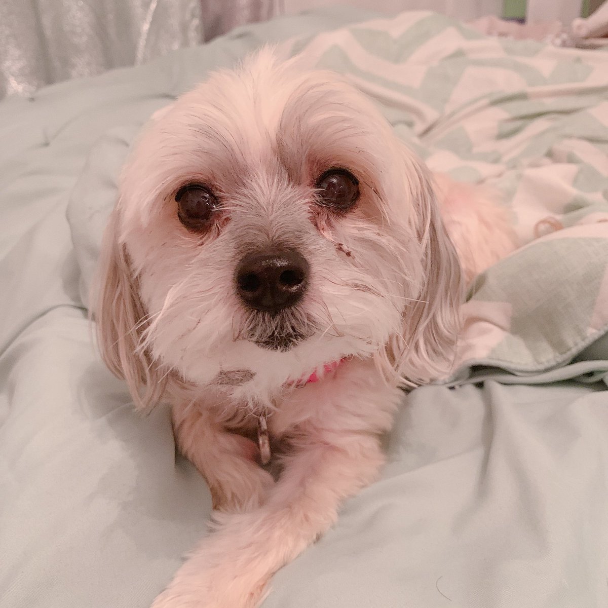 ✨ MICROPHONE GIVEAWAY ✨

I found this XLR AT2020 for $60 so I decided to snag it and give it away for the Thanksgiving holiday! I tested it and it works like brand new!

All you need to do is retweet and follow! Extra entree info is in thread.

Winner is chosen on Thanksgiving!