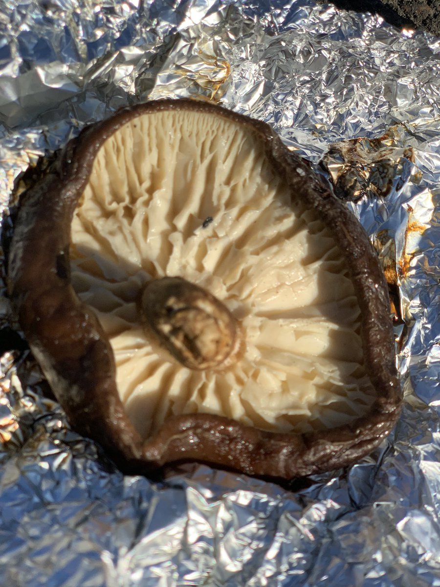 numa_MFD21's tweet photo. 昼は焼き芋🍠

ジャガイモに烏骨鶏の卵、ネギ、しいたけも焼いてみました✨ https://t.co/Ha7XMoI8h3