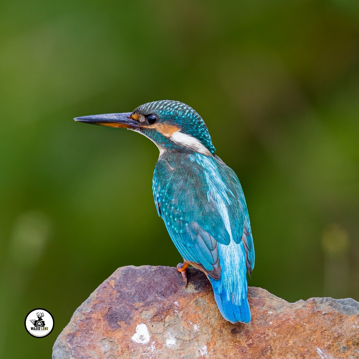 Common Kingfisher

#birds #wildlifephotography #wildlife #birdphotography #BBCWildlifePOTD 
@natgeowild <a href="/World_Wildlife/">World Wildlife Fund</a> <a href="/BBCEarth/">BBC Earth</a> <a href="/bbcwildlifemag/">BBCWildlifeMagazine</a> <a href="/NatGeoPhotos/">Nat Geo Photography</a> @NatGeoMag