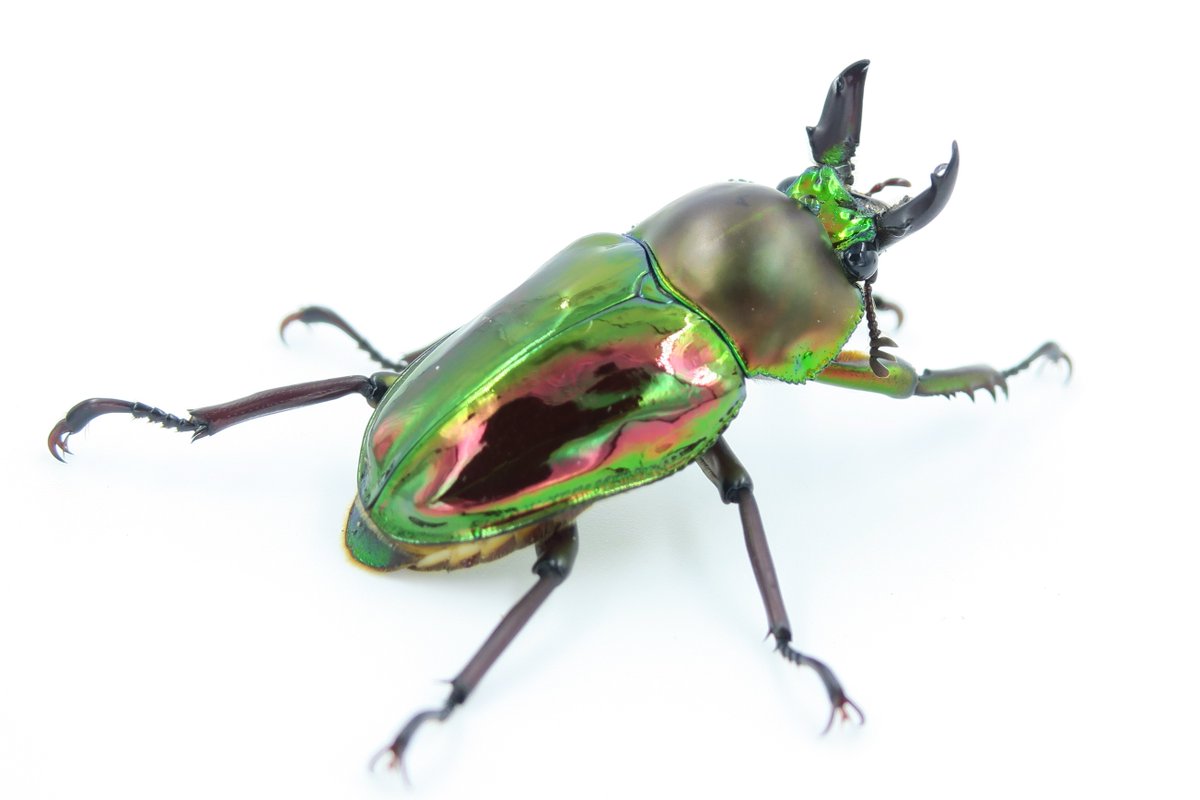 大アゴの短いニジイロクワガタのオスが羽化しました。この個体は、大