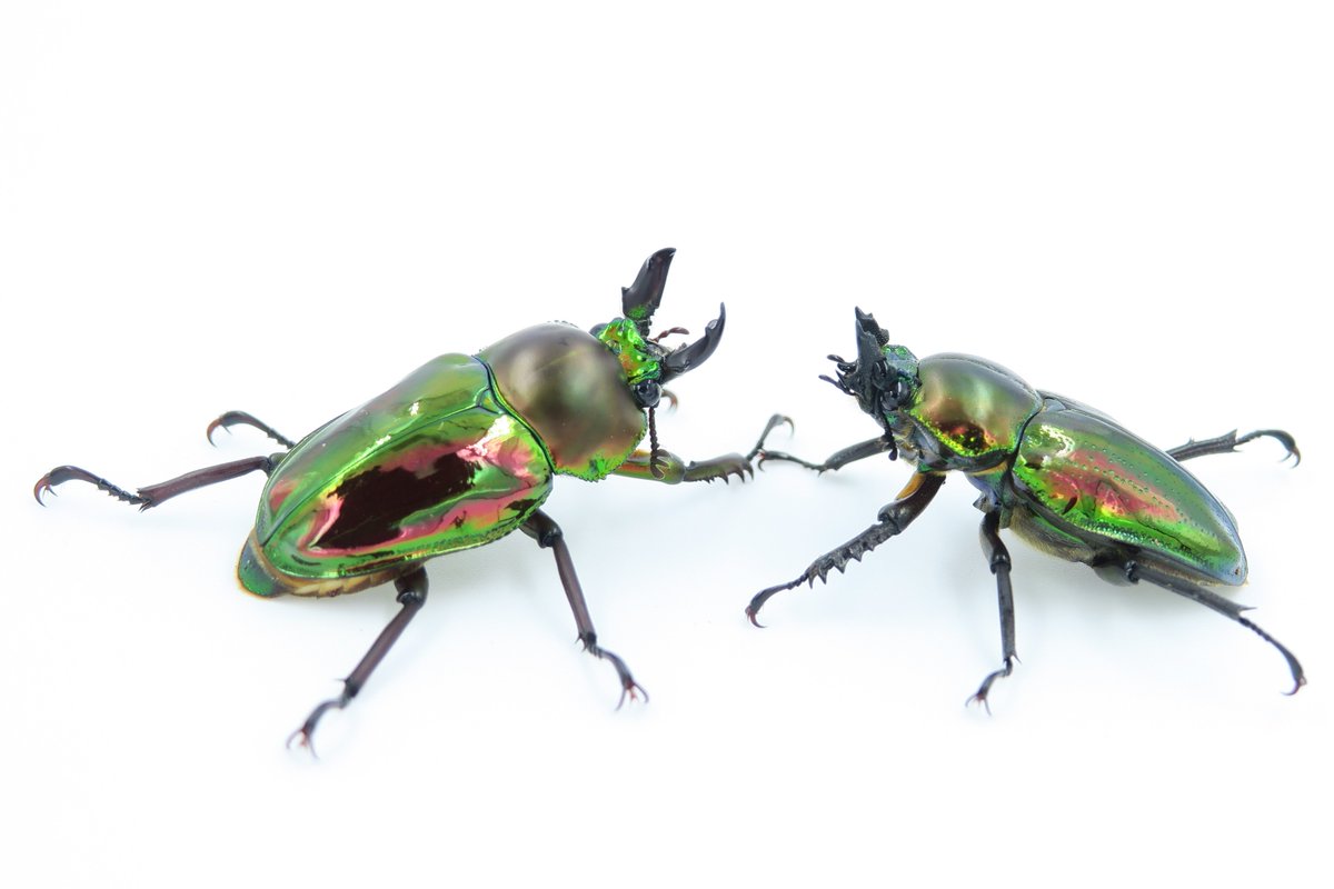 大アゴの短いニジイロクワガタのオスが羽化しました。この個体は、大