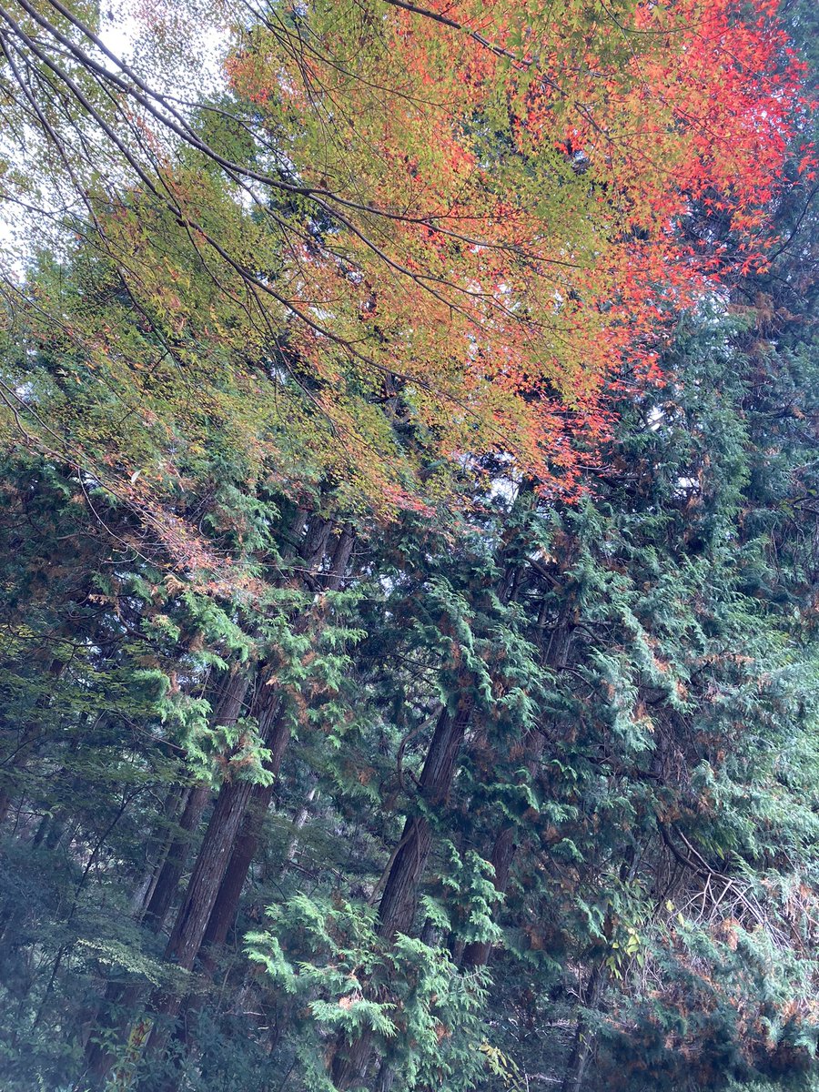 KUROMORI_320's tweet photo. 今日は和泉葛城山Bコース1本。
紅葉が綺麗な季節になってきたけど下り寒すぎる😆カメラのセンス無さすぎ💦

#ロードバイク乗りと繋がりたい 
#ロードバイク https://t.co/YsoIBH7nqO