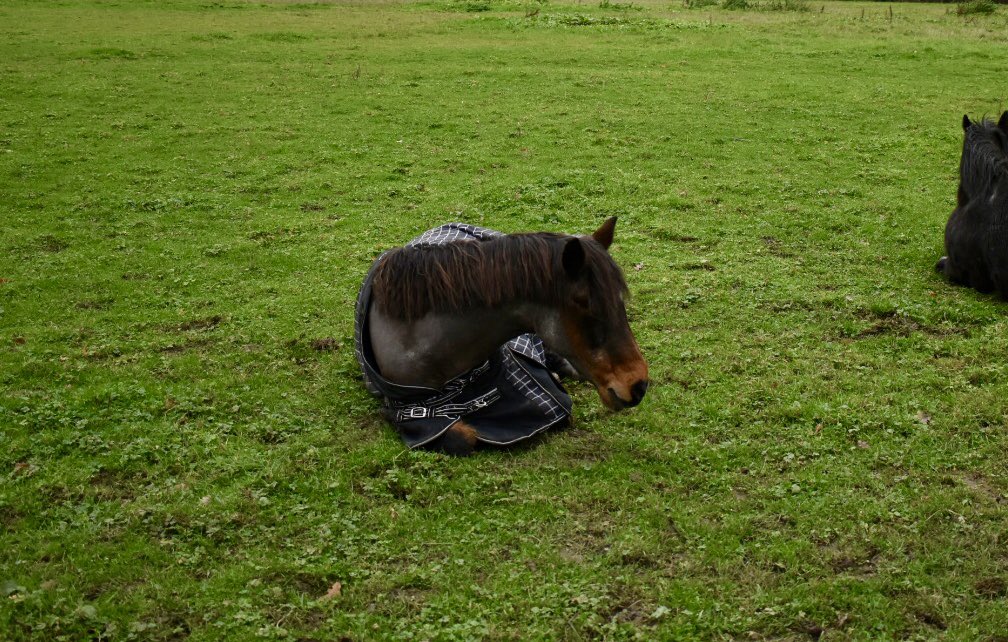 Woodgateparkrun's tweet photo. This week’s run report has been sent in by *checks notes* Charley HORSE who is a regular parkrun spectator on Horsey Hill. We love a different perspective so thanks Charley! 🐴 #loveparkrun 

https://t.co/P5xASmA1Kt https://t.co/jtoIz3ojkT