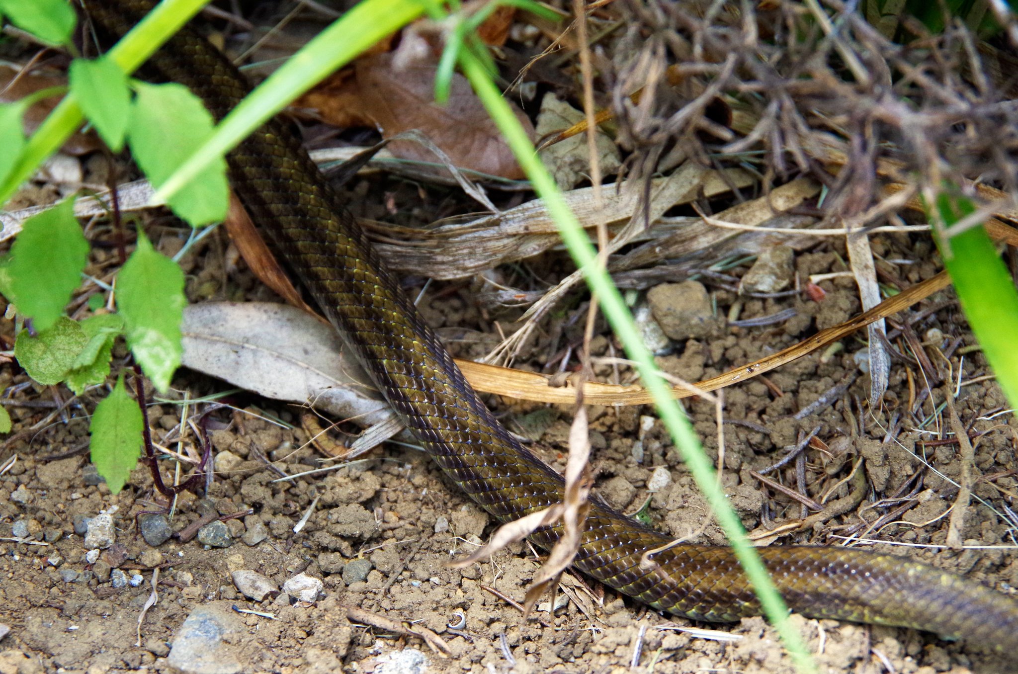 蛇同定bot Whoisthissnake Twitter