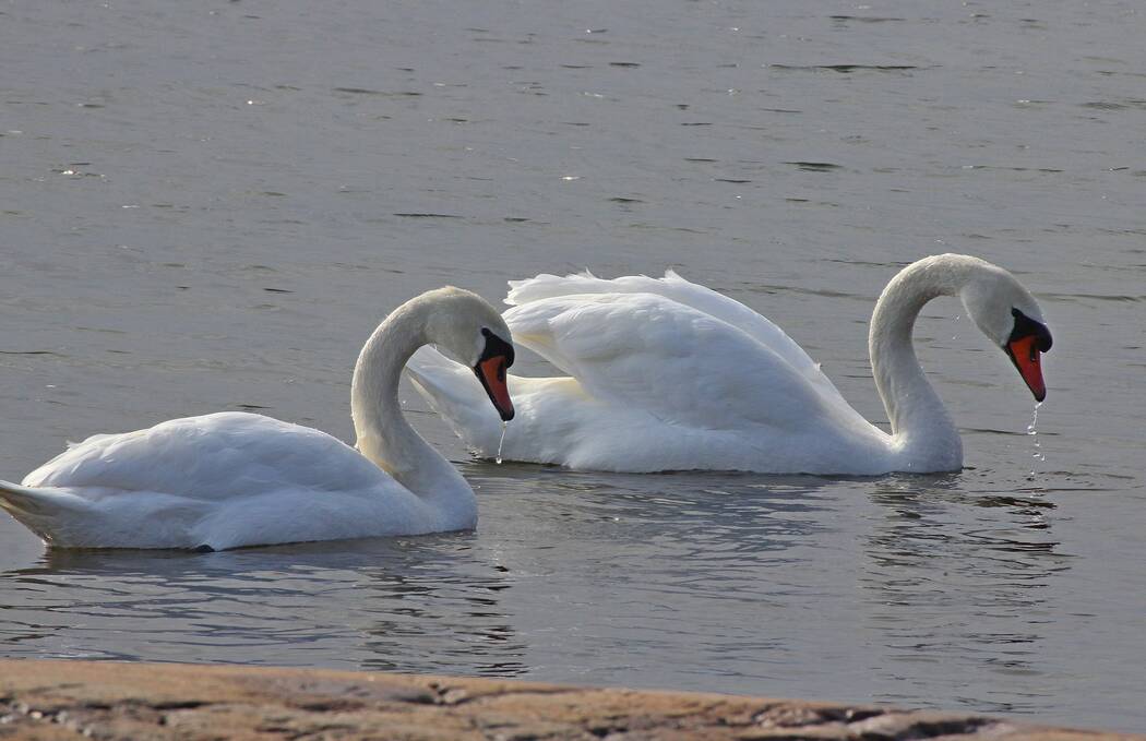 Luontopalvelut's tweet photo. Hyvää isänpäivää!
Listaapa alle, mitä muita lajeja kuin kuvan kyhmyjoutsen on, joissa isä osallistuu täysimääräisesti jälkeläistensä hoitoon. #isänpäivä #luonto Kuva: Jevgeni Usov https://t.co/EdCMHmU4lo