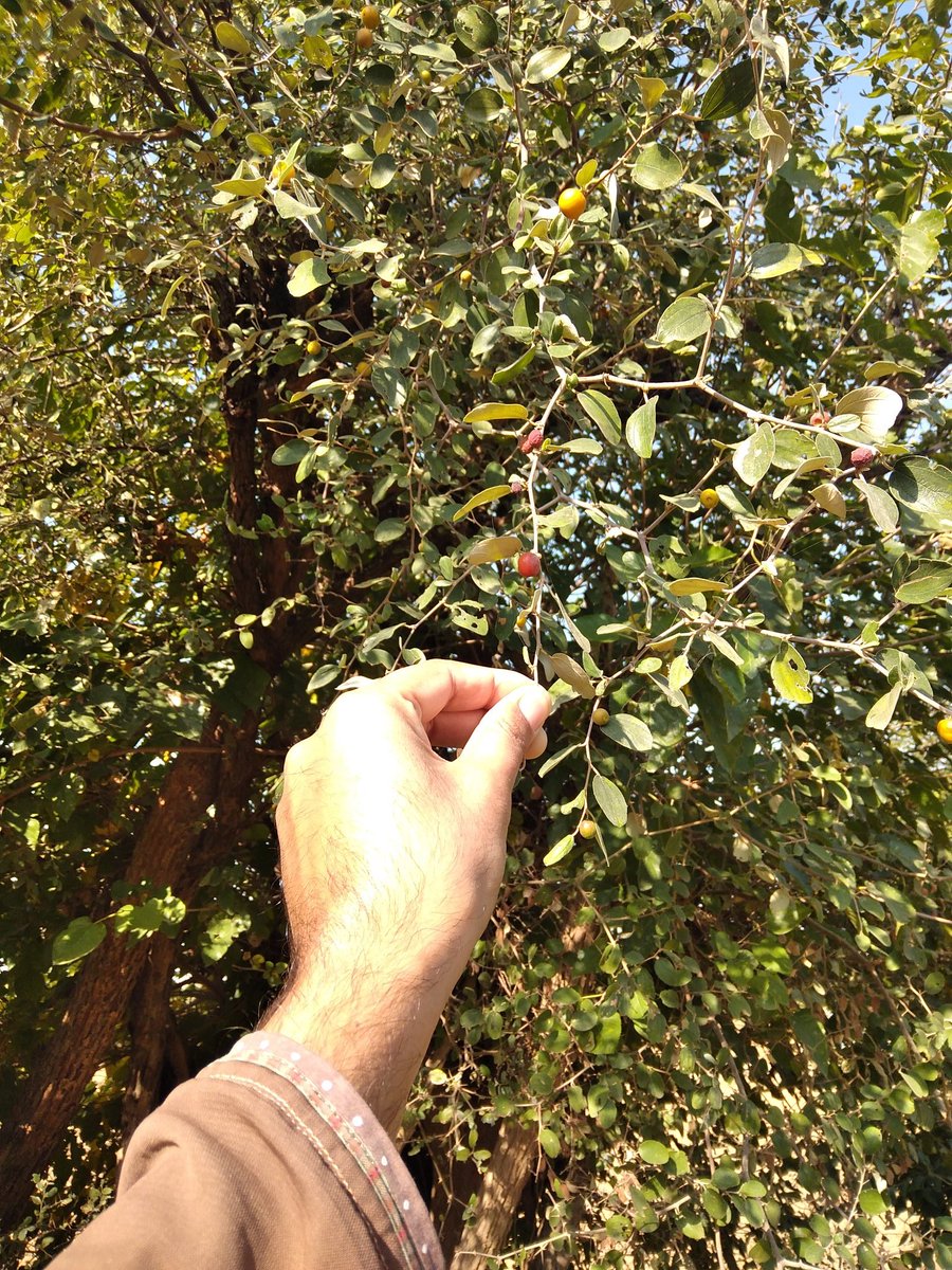 MuhammadAmaad's tweet photo. بیر directly from #berrytree
#Amaad https://t.co/j7uxIdx3cS