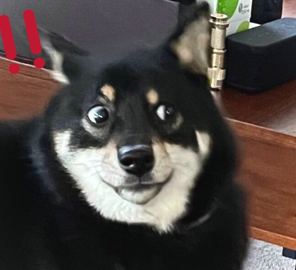 あの筋肉ムキムキの 右フック犬 に好敵手が つぶらな瞳の筋骨逞しい鳥さんが登場 Togetter