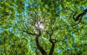 MeNutroo's tweet photo. How Much Shade ...
https://t.co/wqTCdG4p1o

#BackyardGardenIdeas #BackyardGardening #BackyardOrchard #BestGardenSoil #GardenLandscaping https://t.co/LtPjF8Jh9Y