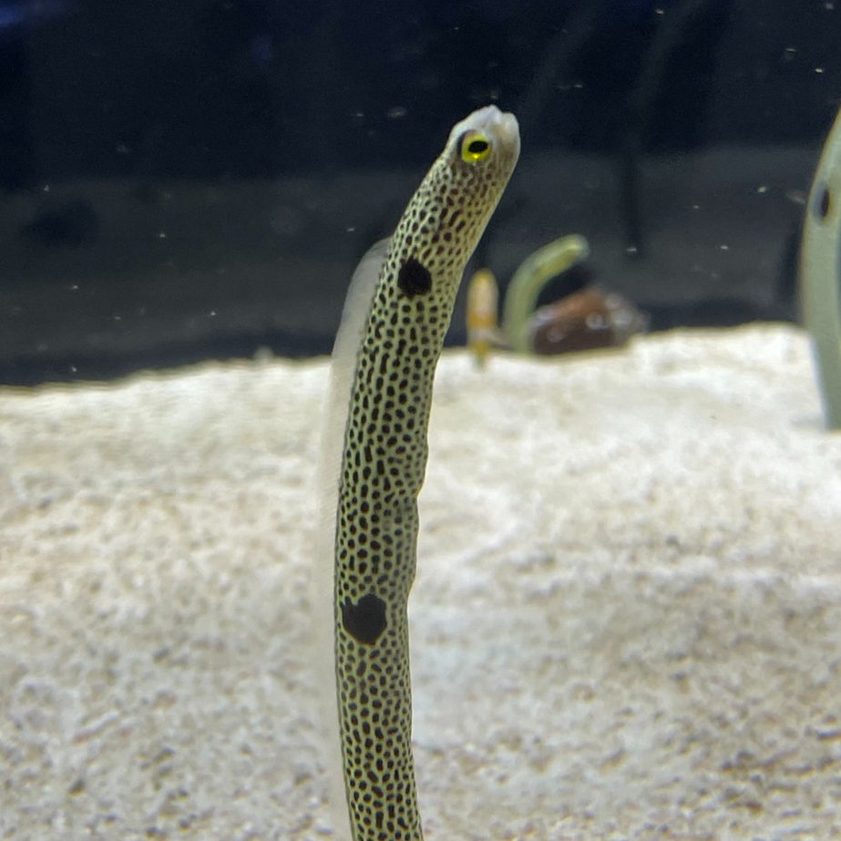 すみだ水族館 公式 11月15日の すみだhappyheadlines あだ名チャレンジで発見 柄のチンアナゴ イベント中 ハート柄のコがいた との目撃情報が多数 改めて探すと 黒 と白 の2匹が 僕らは全く気づきませんでした 見つけたお客さまは