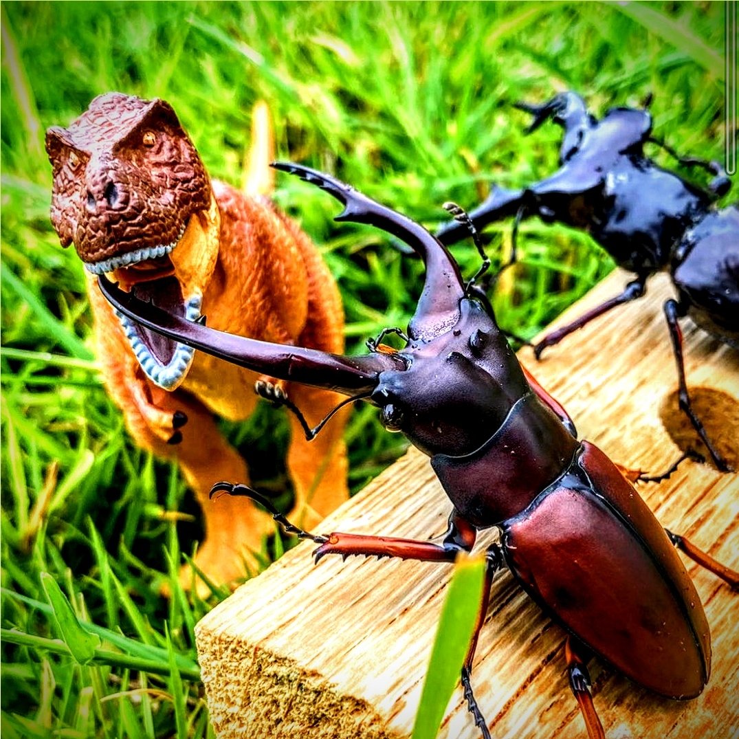 konchu_lock's tweet photo. INSECT DISCOVERY 2021ブース出展終了しました！
沢山の方にブースへ足を運んでいただき、また、昆虫ロックを手に取っていただき、ありがとうございました🤩 https://t.co/DmWBChsoV1