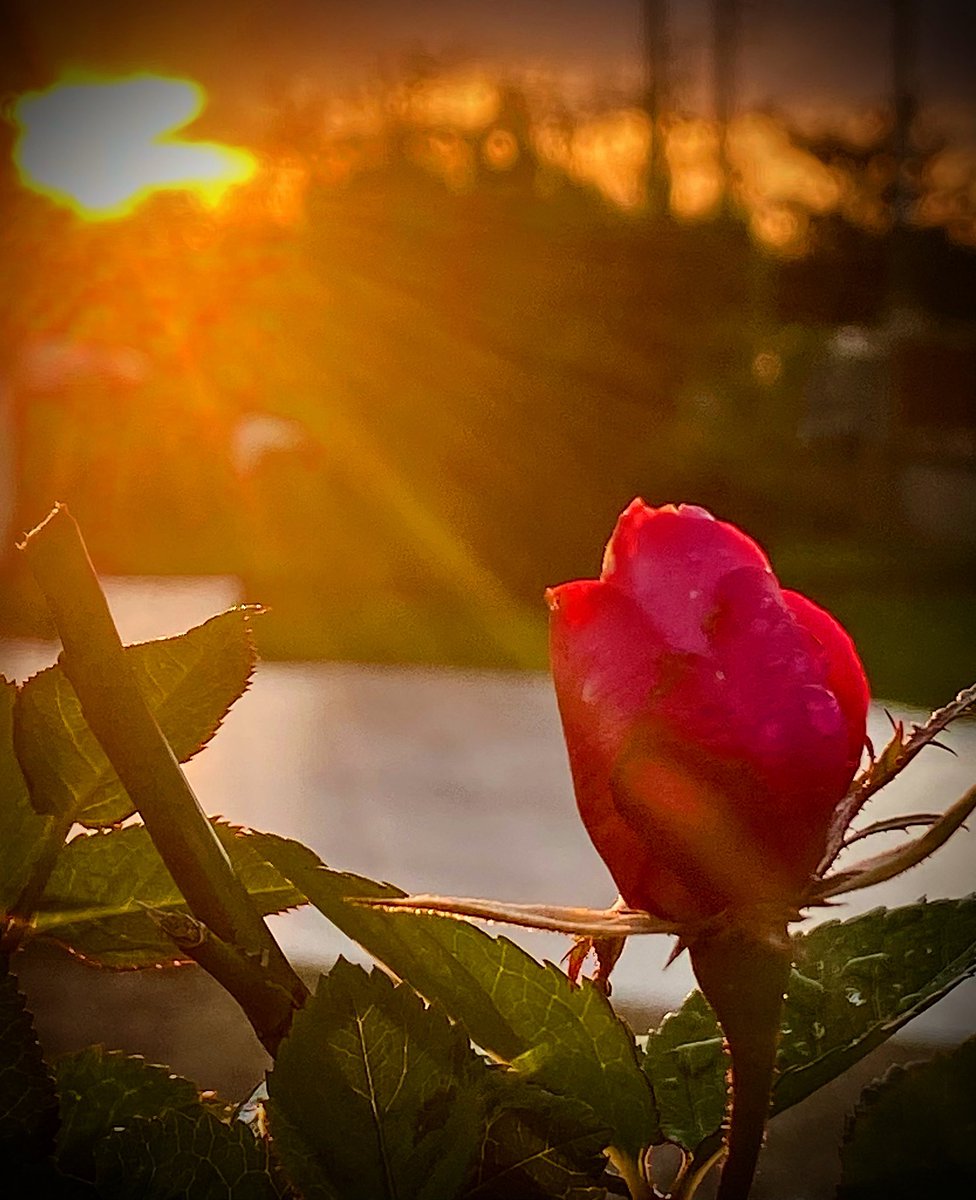 MichpicturesG's tweet photo. #bondimanche #bonnejournée #Sunday #Flowers #flower #flores #fleurs #rose #NaturePhotography #nature #wildlife #wildlifephotography #HappyHomeParadise #beautiful #beauty #lovenature #loveearth https://t.co/hCE1klixC7