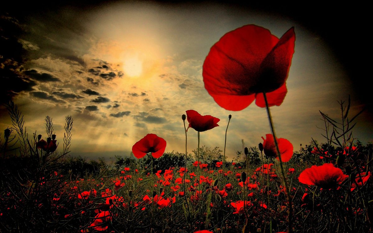 At the going down of the sun and in the morning. We will remember them. #remembrance #lestweforget #royalbritishlegion #armedforces #military #veterans #support