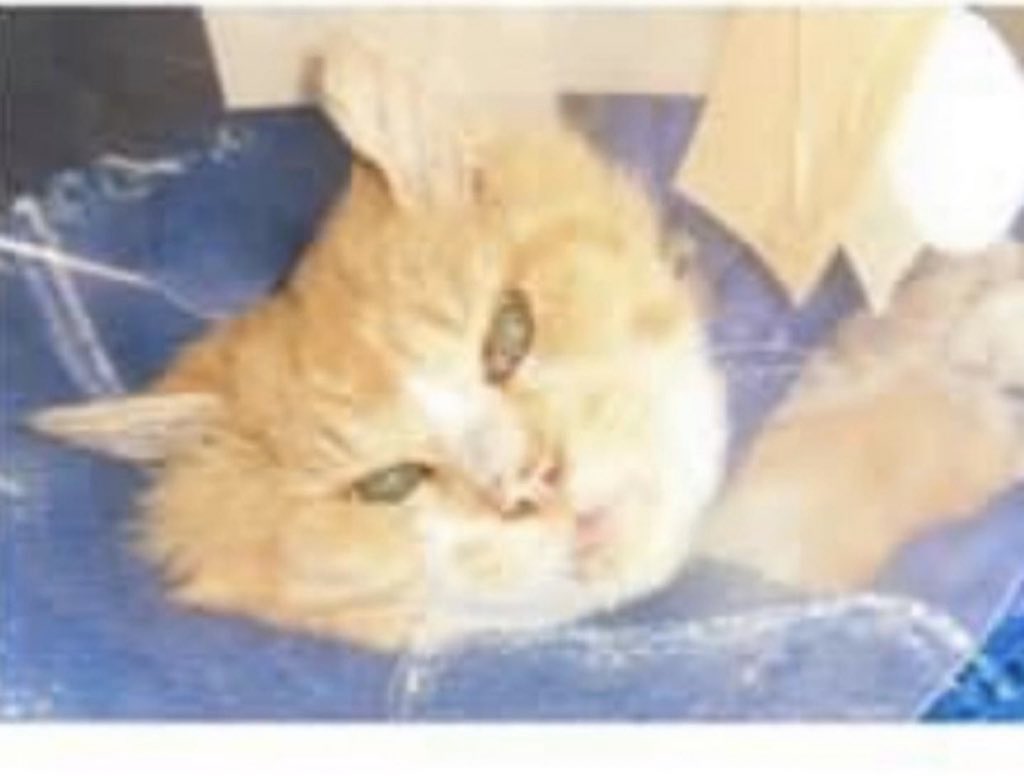 迷子犬の掲示板関東応援団 - Twitter Search / Twitter