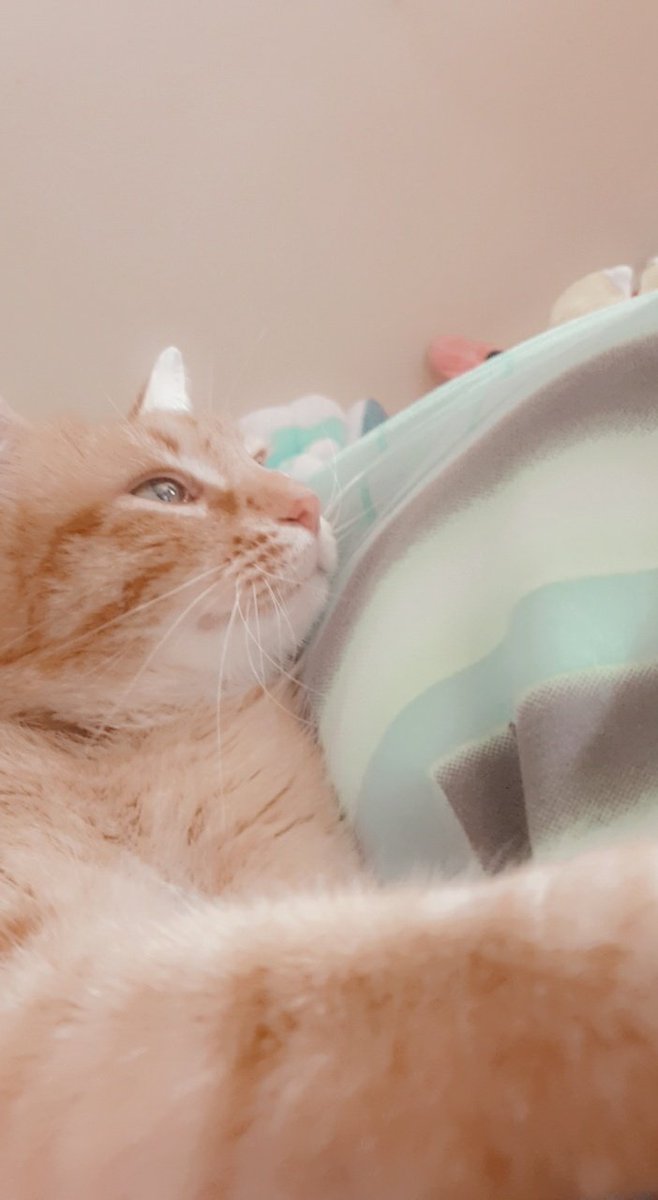 Felix_kittycat's tweet photo. :0 you arw all sooo amazing!!! https://t.co/aWfrUYurSe