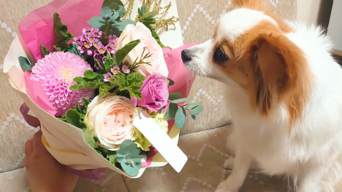 framfram0922's tweet photo. 本日はおっきーおかあちゃんのお誕生日🎂🎉
フランとかりんから…
花束💐のプレゼント🤭✨✨✨

※ケーキはスタッフ(ママちゃん、おっきーおとうちゃん)もいただきました😋❤（笑） https://t.co/OuronsnjDY