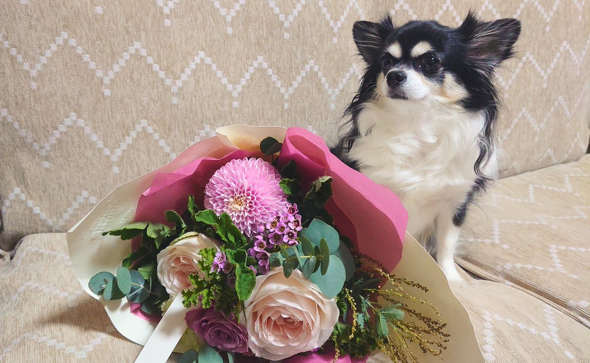 framfram0922's tweet photo. 本日はおっきーおかあちゃんのお誕生日🎂🎉
フランとかりんから…
花束💐のプレゼント🤭✨✨✨

※ケーキはスタッフ(ママちゃん、おっきーおとうちゃん)もいただきました😋❤（笑） https://t.co/OuronsnjDY