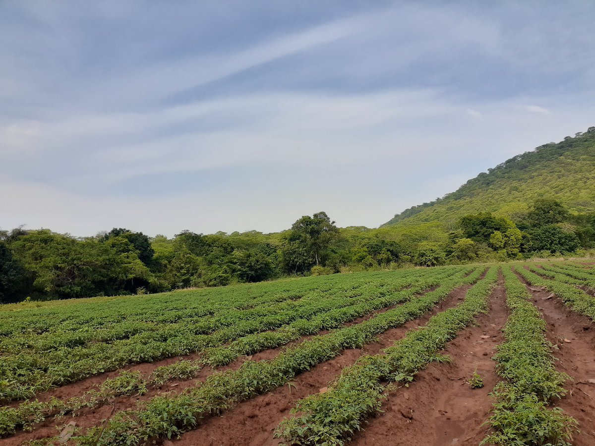 Pietrarossa @ Week 4 , seedlings done by <a href="/GlerbyNursery/">Glerby Nursery</a>