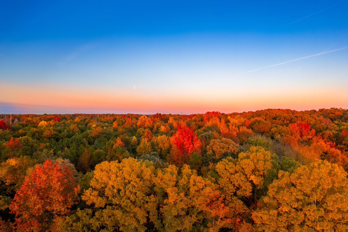 The5and2Project's tweet photo. 🍁… yes, this is actually in Charlotte. #fallleaves #alltrees https://t.co/qXkkPKq9Wa