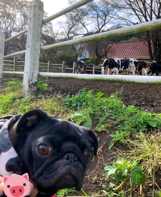 牛さんとおパグ もう終わっちゃうけど今年のお年賀的な💜 https://t.co/Bx5EwVo7QP<a href="/tag/%E3%81%AB%E3%82%83%E3%82%93%E3%81%AB%E3%82%83%E3%82%93%E3%81%AB%E3%82%83%E3%82%93"class="tags"><span>#にゃんにゃんにゃん</span></a>