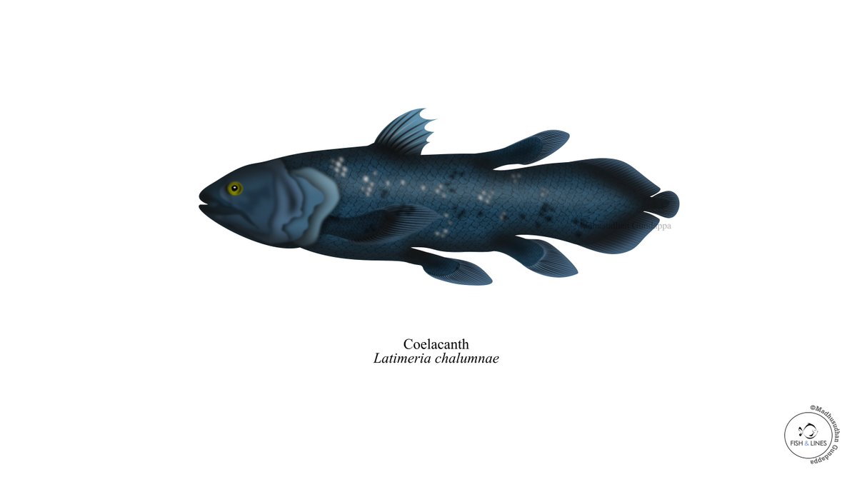 fish_lines's tweet photo. We have an interesting theme for today's #SundayFishSketch. I have illustrated a Latimeria species, one of my favourite museum specimens!
#Sciart #digitalart #fishsketch https://t.co/8z01HpF70D