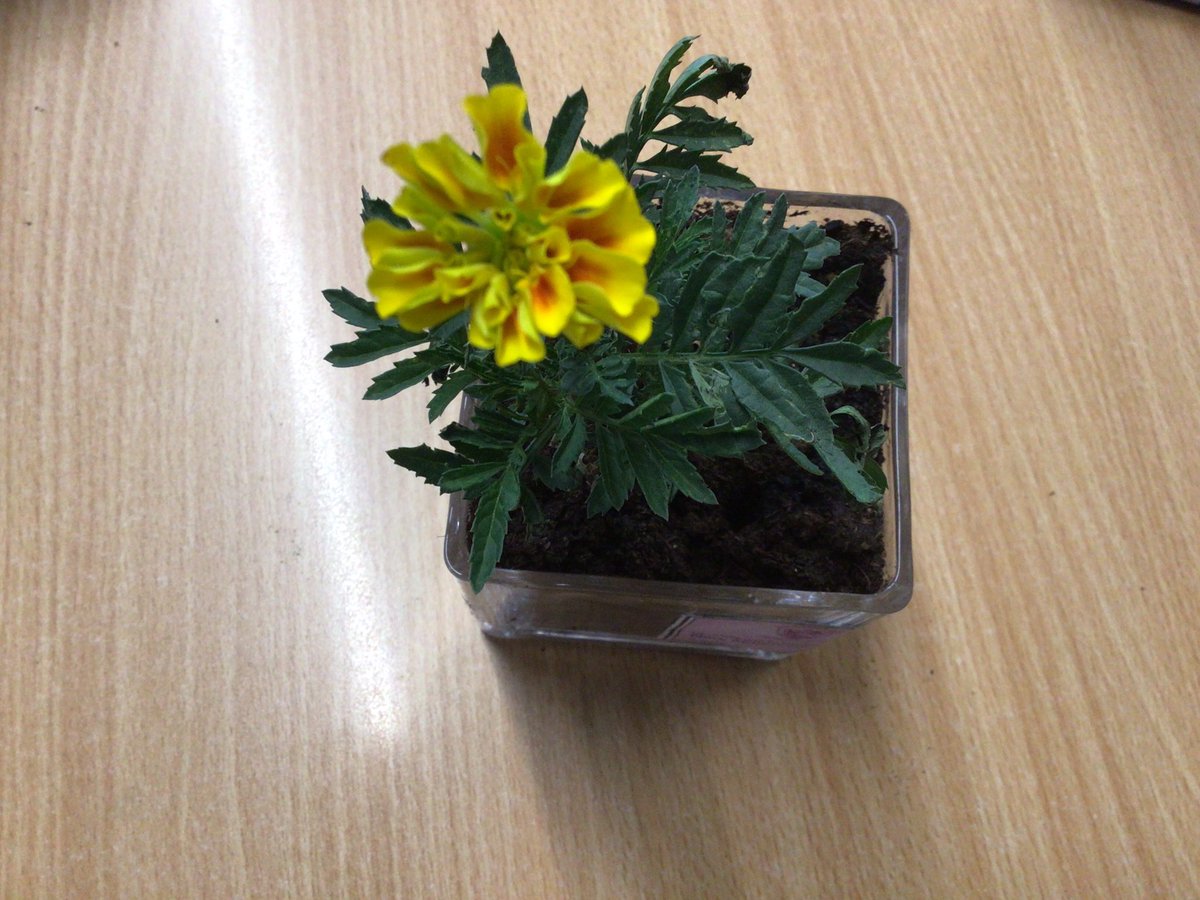 ArshSSharma1's tweet photo. #Gnms Op
NMS SHARING PLANTS AND HAPPINESSS OF STUDENTS
@Archana34436269 @Fatima_Martin @Steffedsouza @ShettySampoorna @total_gaming093 https://t.co/X2lBAYLnB3