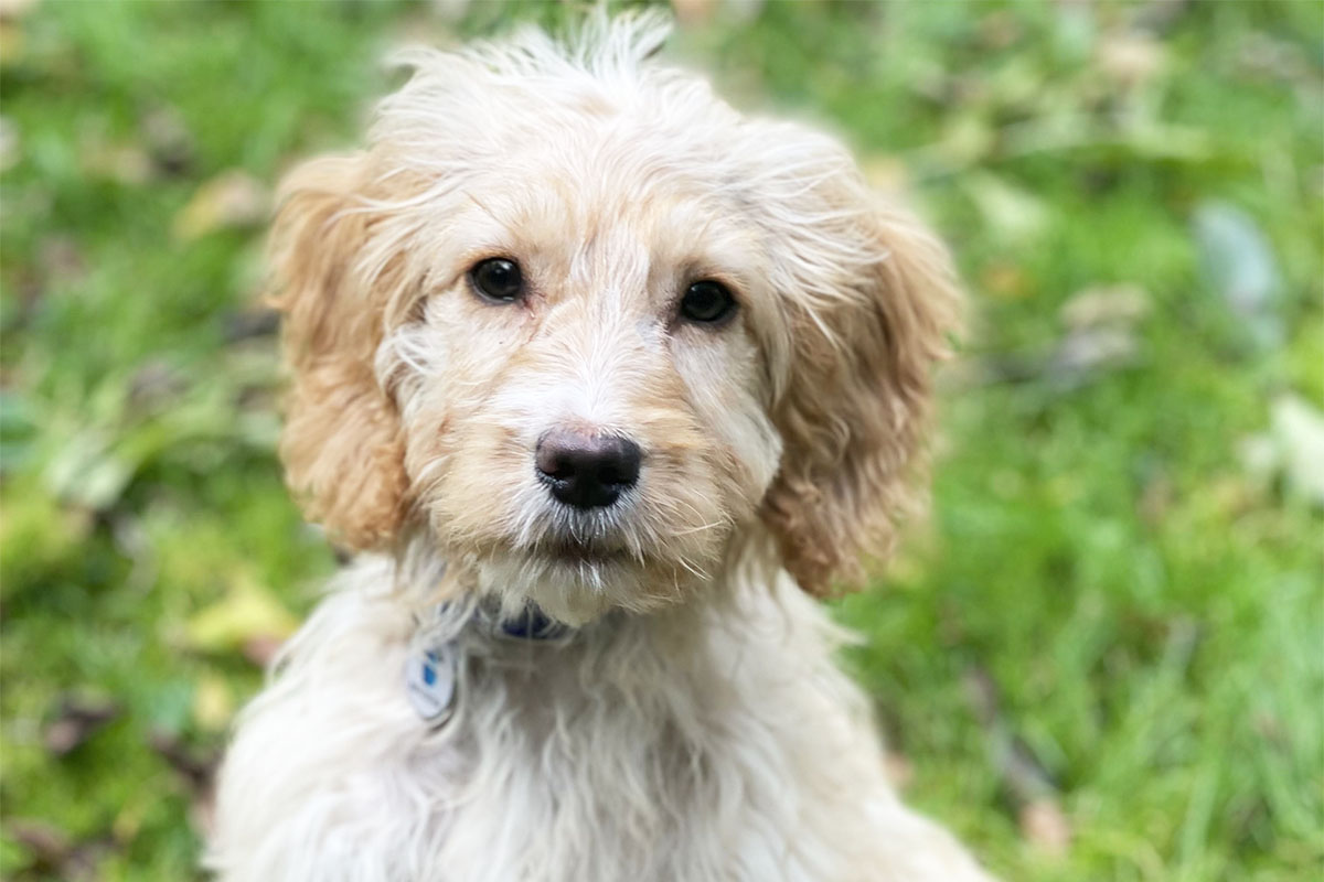 Battersea_'s tweet photo. Tiny Pickle found herself in dire straits after she was discarded in the bins of supermarket in Sidcup. 💔 Thankfully, a kind member of the public spotted her and took her to Battersea, where we were able to give her a full check-up and find her a loving new home. 🎉 https://t.co/ngE7WqHLV2