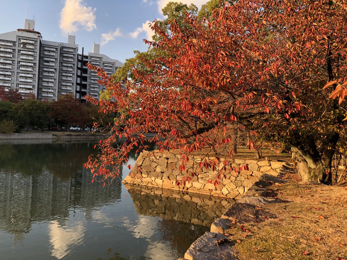quartz_nbm's tweet photo. 広島城
1589年、毛利輝元が築城しました。
毛利時代の大天守は太平洋戦争時まで現存していましたが、原爆により倒壊しました。
120万石の大大名の居城は、本丸を囲う内堀がかなり大きく、その外側は中堀や八丁堀、外堀が曲輪を形成する壮大な縄張りでした☺️
紅葉が綺麗な季節になりました。 https://t.co/M7DCOOcQ43