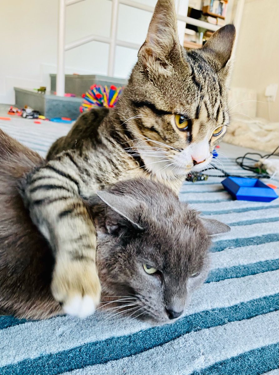 Dan Harris tweet media