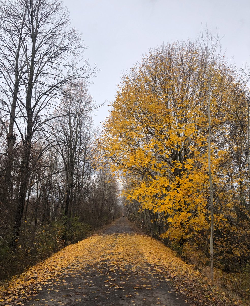 scastilla's tweet photo. Last curtain call for fall. This was taken near my home in Stittsville on the Trans-Canada Trail. That tree is always the first one to show and the last one to leaf. See what I did there? #stittsville #transcanadatrail #fallcolours #fallpuns https://t.co/Uw0nvXhxL9